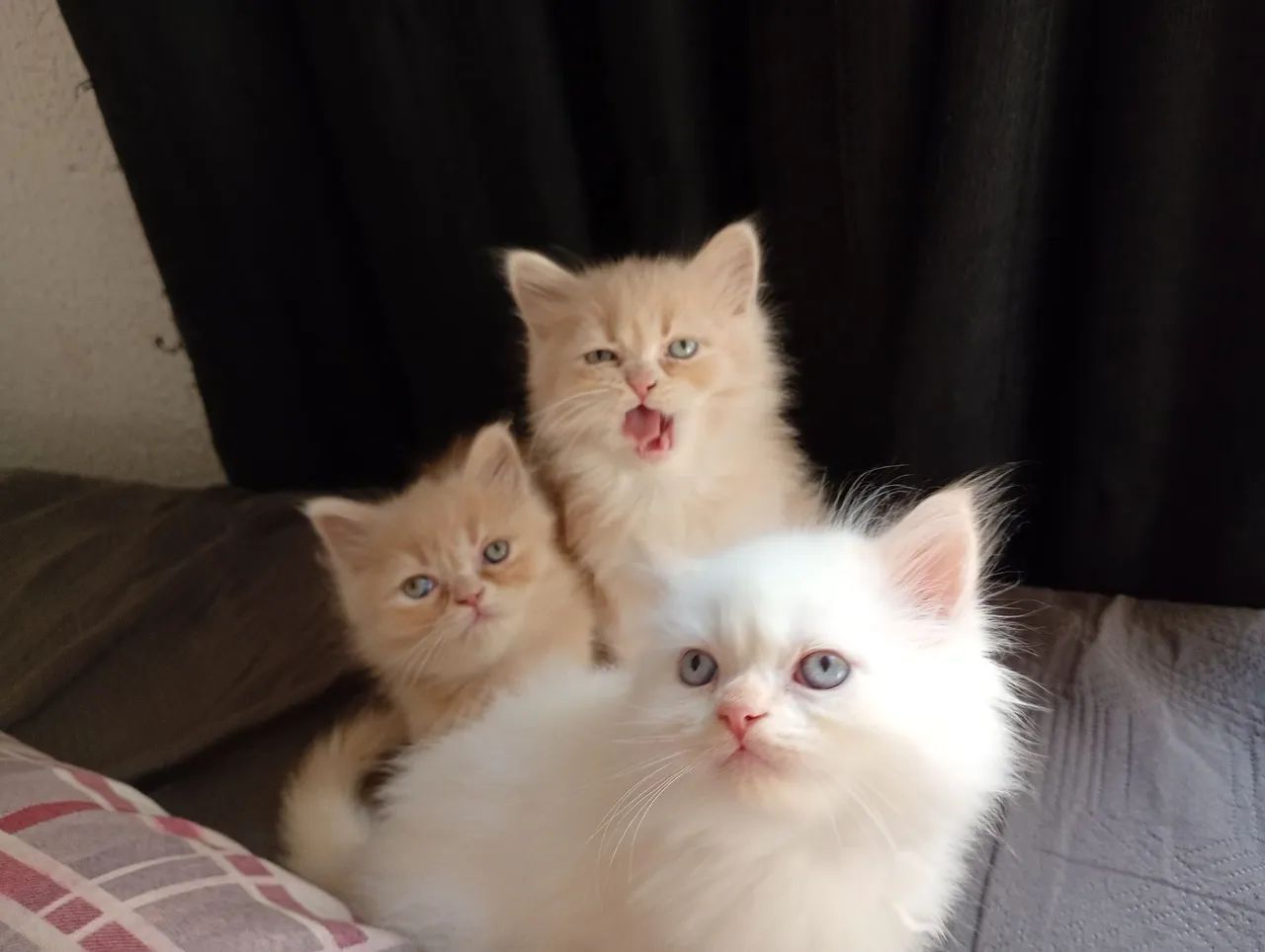 Gato persa - Foto 2