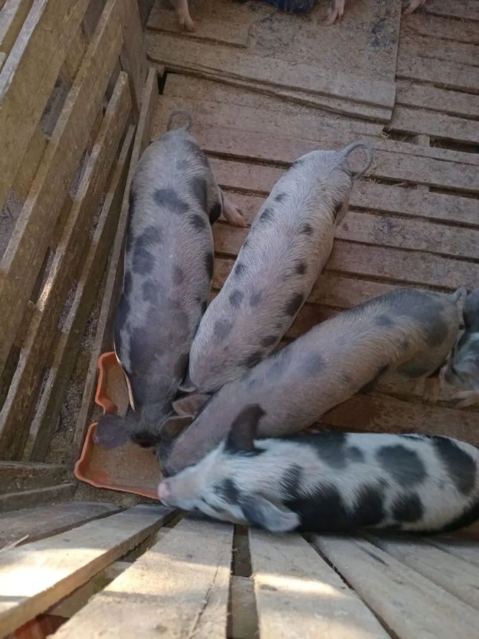 Leitão  - Foto 3