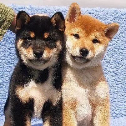 Shiba Inu 