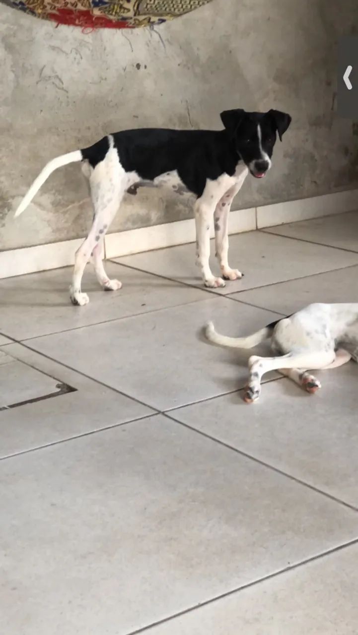 Estou doando machinho