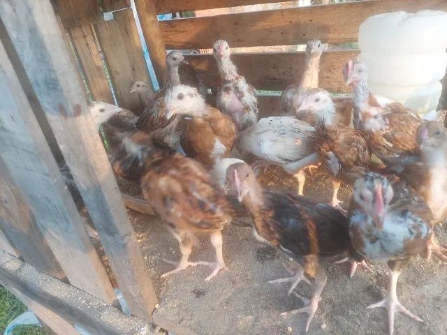 Pintinhos 
