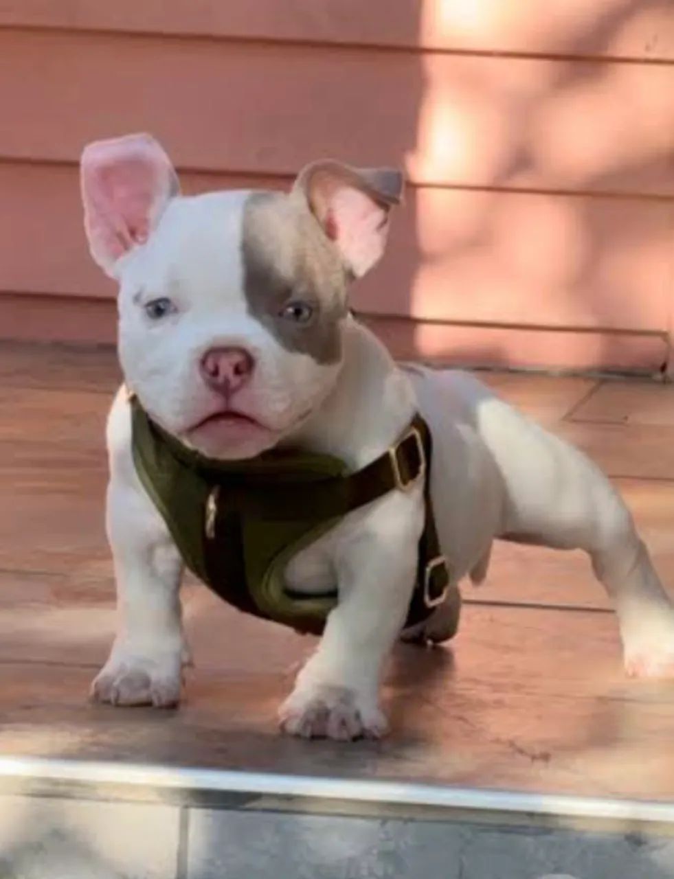 American Bully - Foto 2