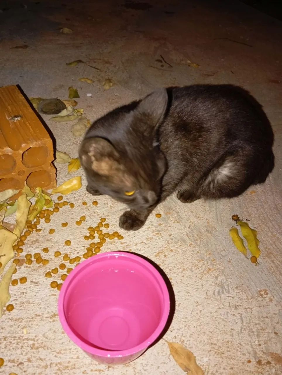 Adoção responsável 