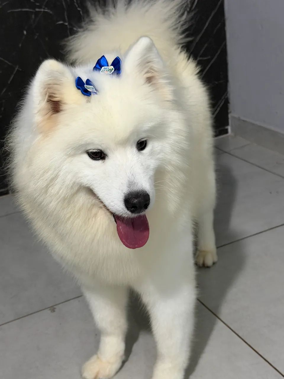 Cachorro Samoeida 