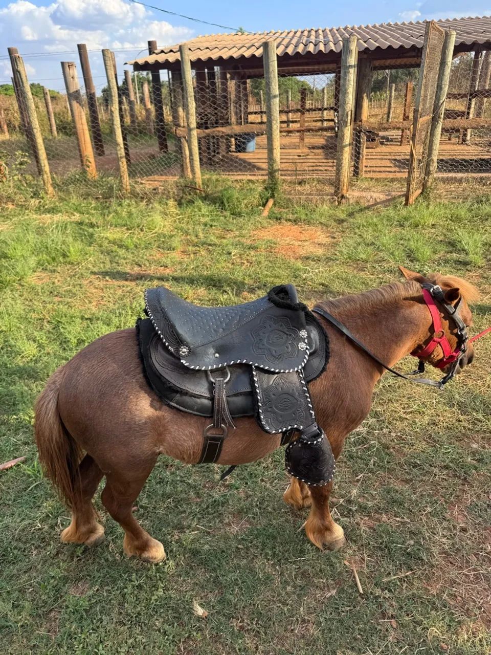 Mini ponei - Foto 4
