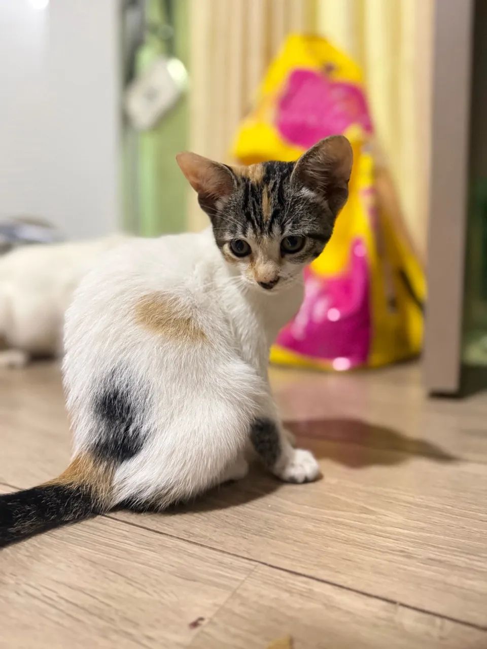 Gato disponível  - Adoção Responsável  - Foto 2