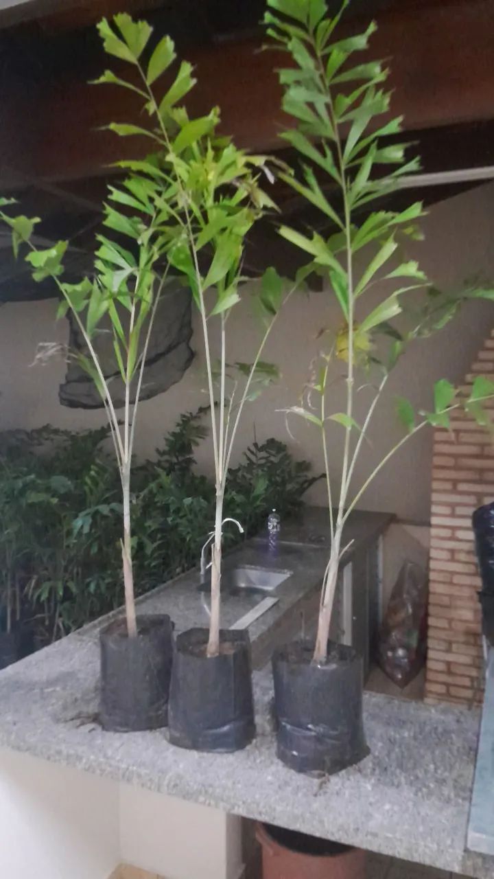 Mudas Palmeira Rabo de Raposa