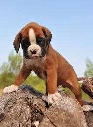 Boxer "Coragem com coração gigante."