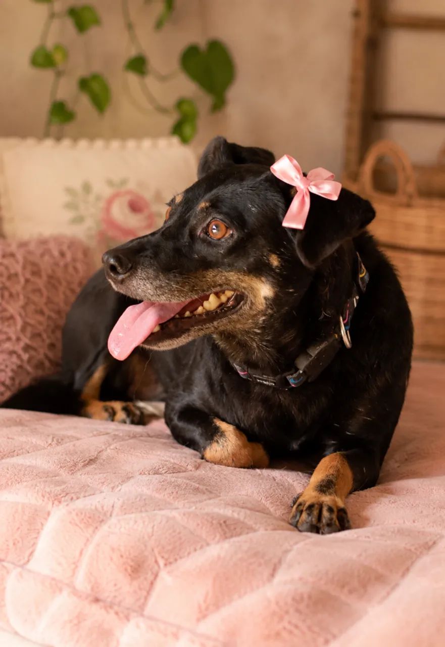 Zoe para Adoção - Foto 3