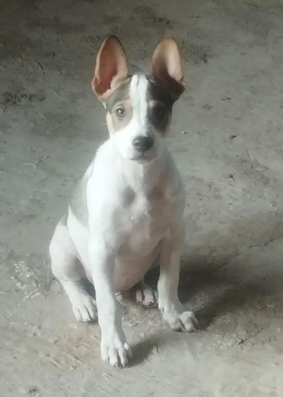 Cachorro para adoção  - Foto 4