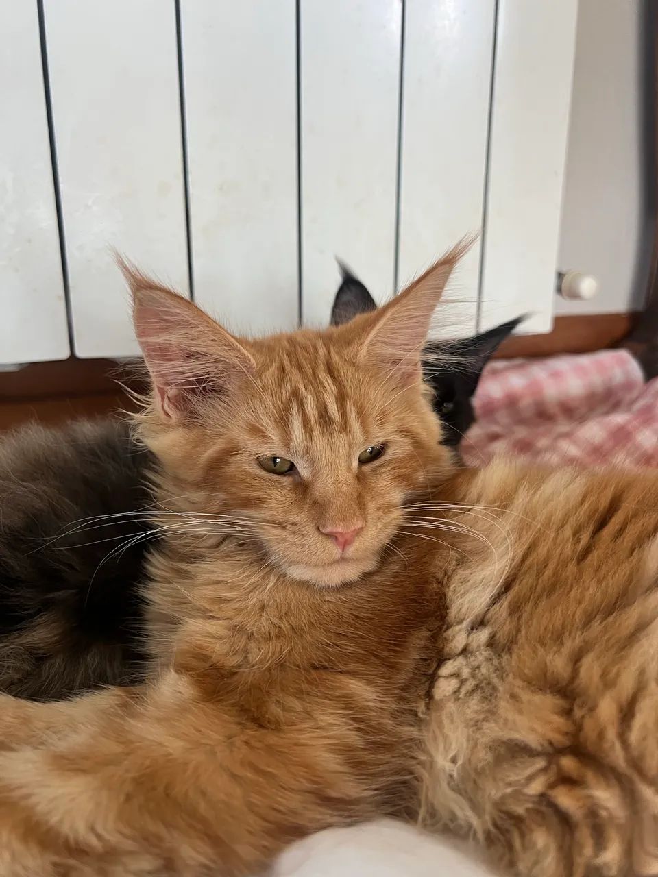 2 Maine Coon - Foto 6