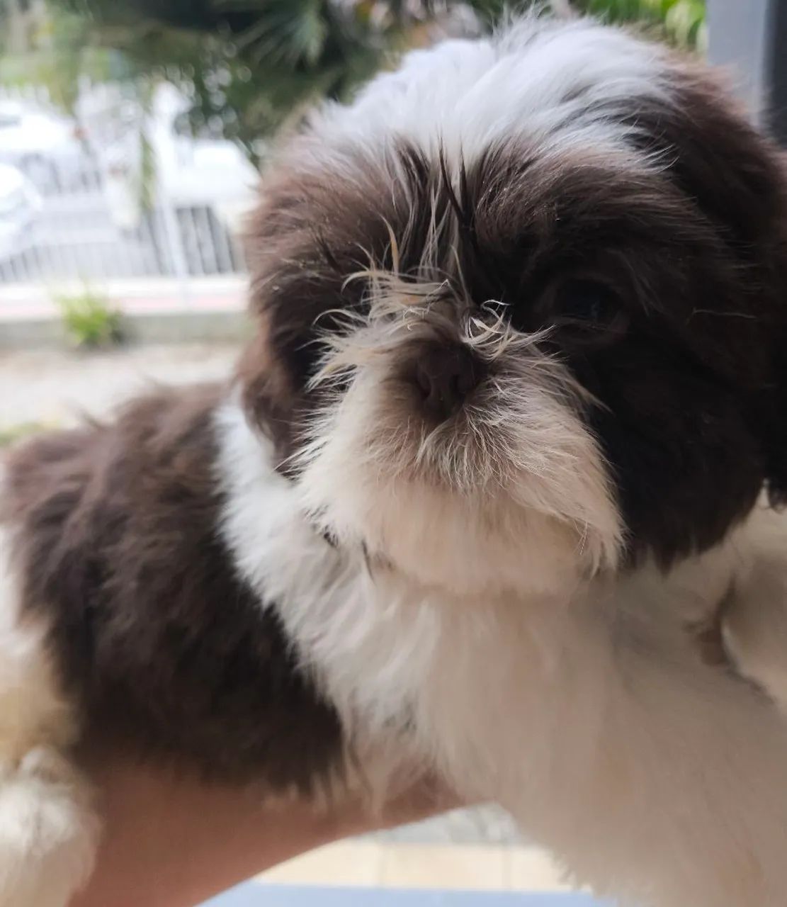 Filhote macho Shih Tzu chocolate  - Foto 2