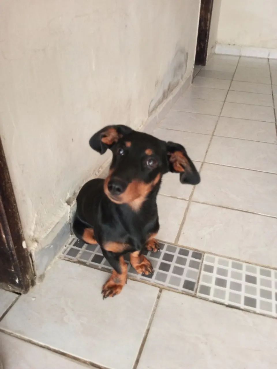 Salsicha 