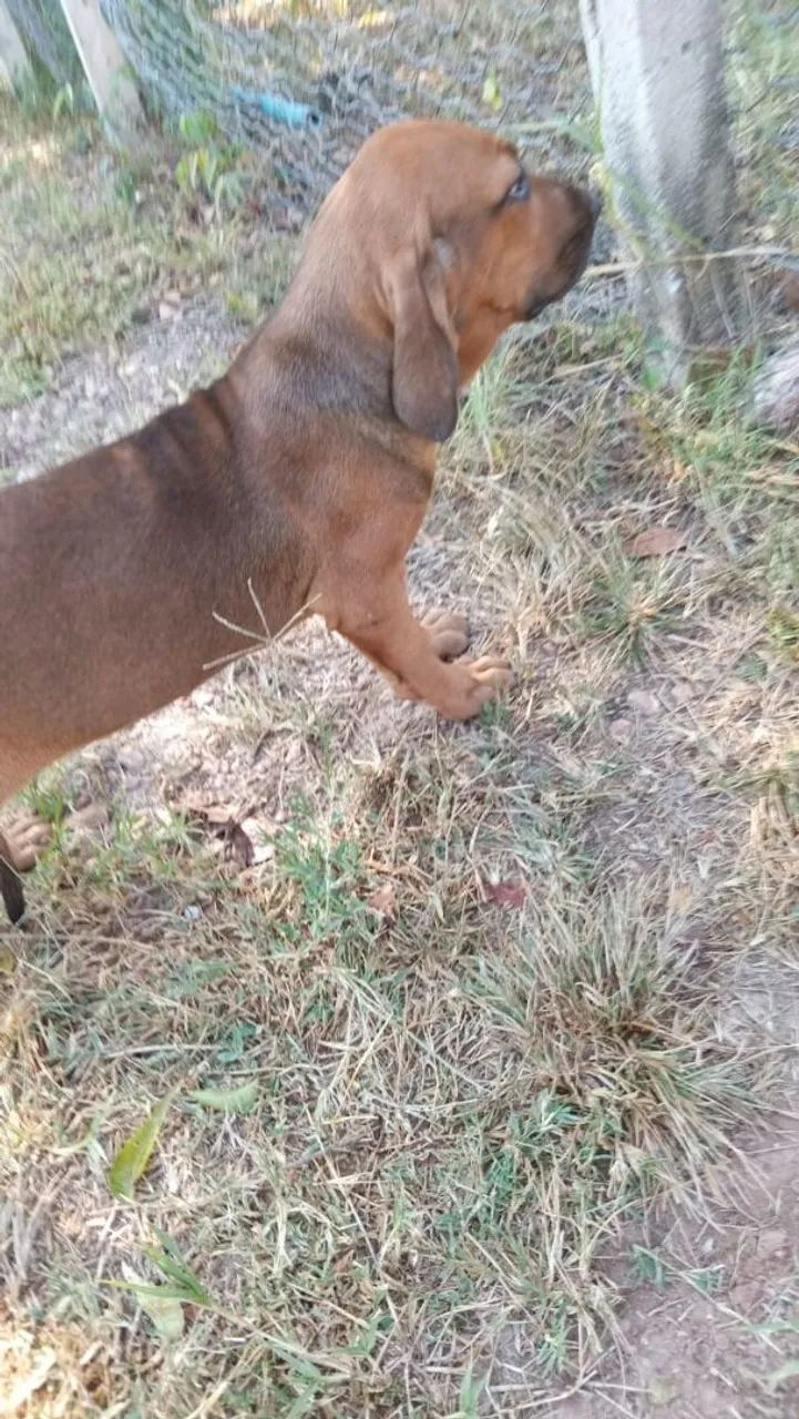 FILA BRASILEIRO COM PEDIGREE - Foto 3