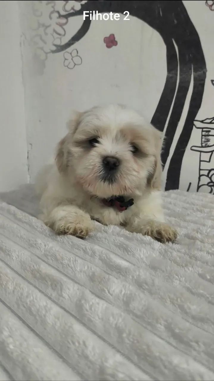 Lhasa apso Macho - Foto 4