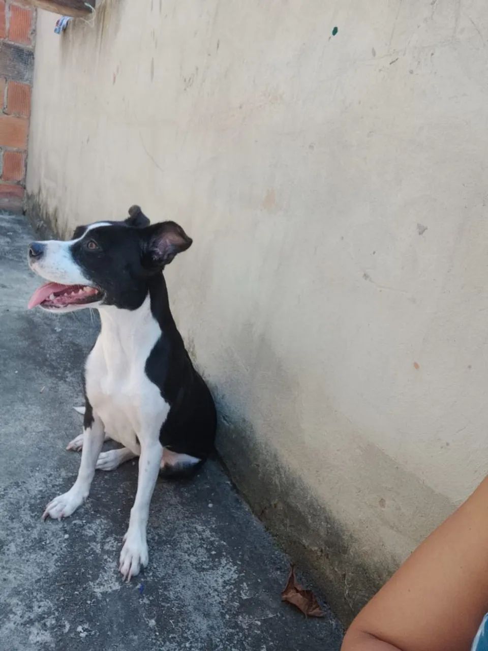 Doação cachorrinha - Foto 5