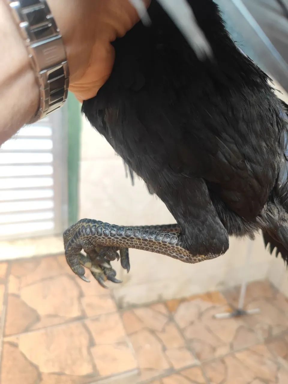 Galinhas tailandesas com ganoi - Foto 6