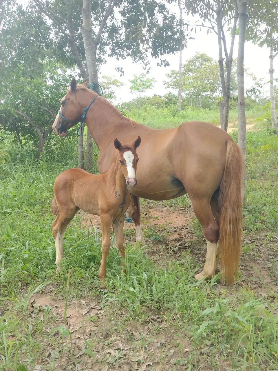 Animal de excelente morfologia 