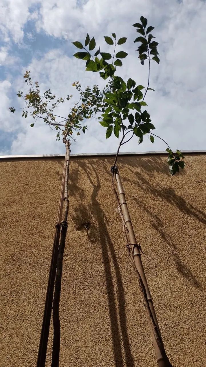 Muda de Guabiroba do Cerrado  - Foto 2