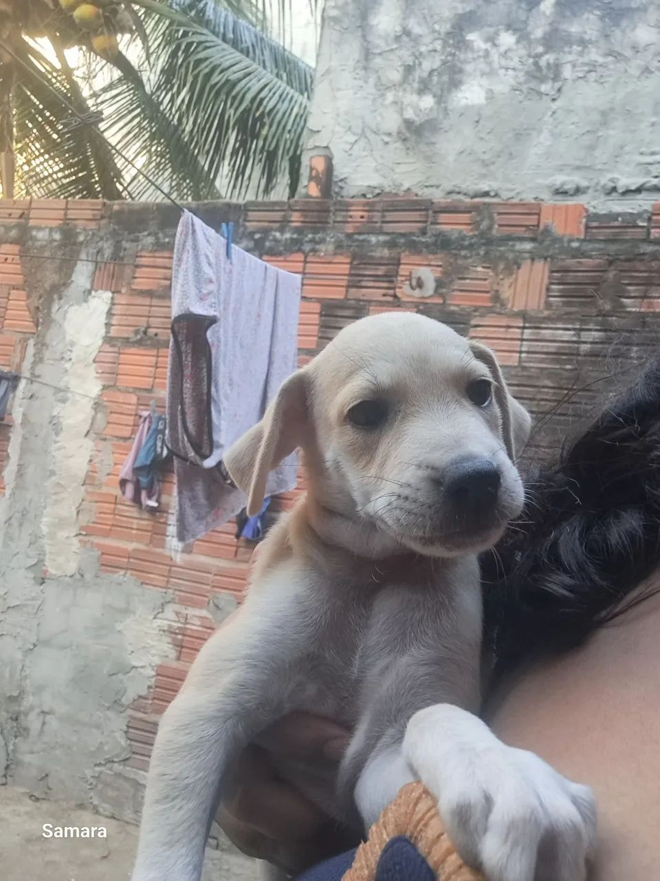 adoção