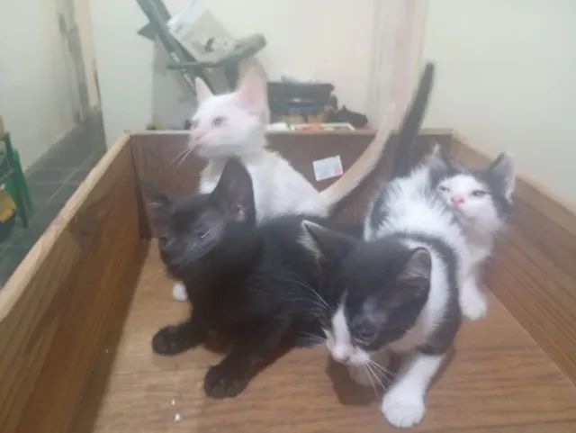 Doação responsável  - Foto 2