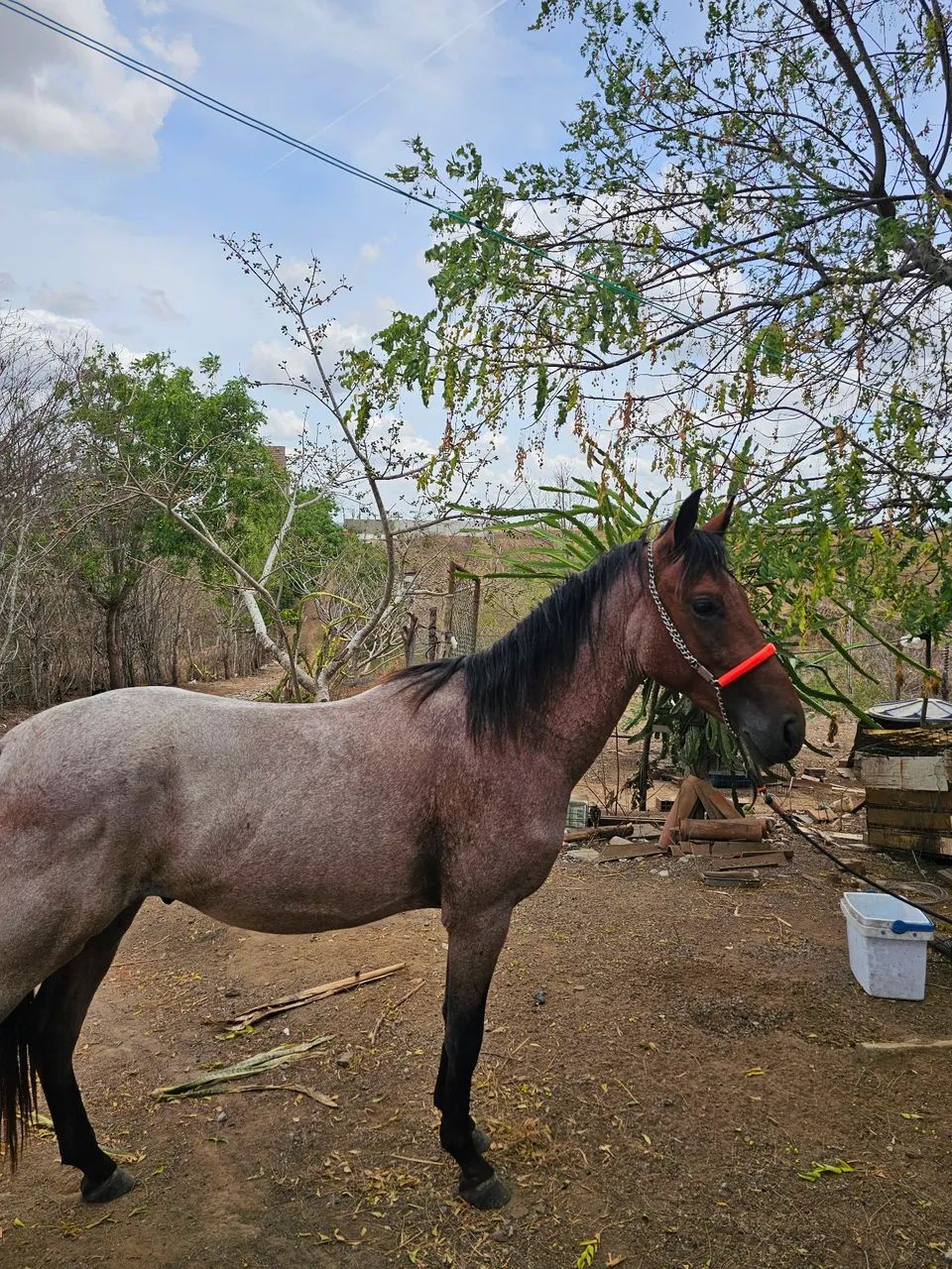 Potro mangalarga  - Foto 3