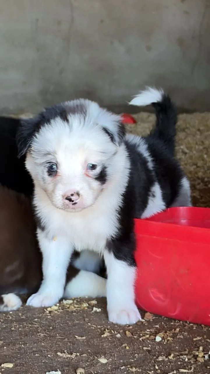 Filhotes de Border collie Machos - Foto 4
