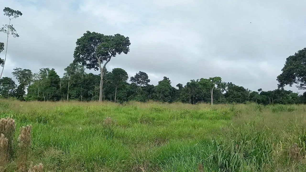 KBC-" VENDO FAZENDA 128 ALQUEIRES  RIO DENTRO  PECUÁRIA  REGIÃO MARABÁ / TRANSAMAZÔNICA - Foto 6