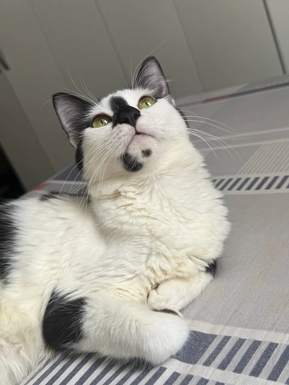Gatas para adoção  - Foto 3