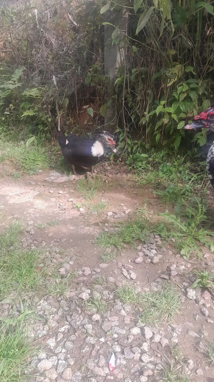 Casal de patos - Foto 2