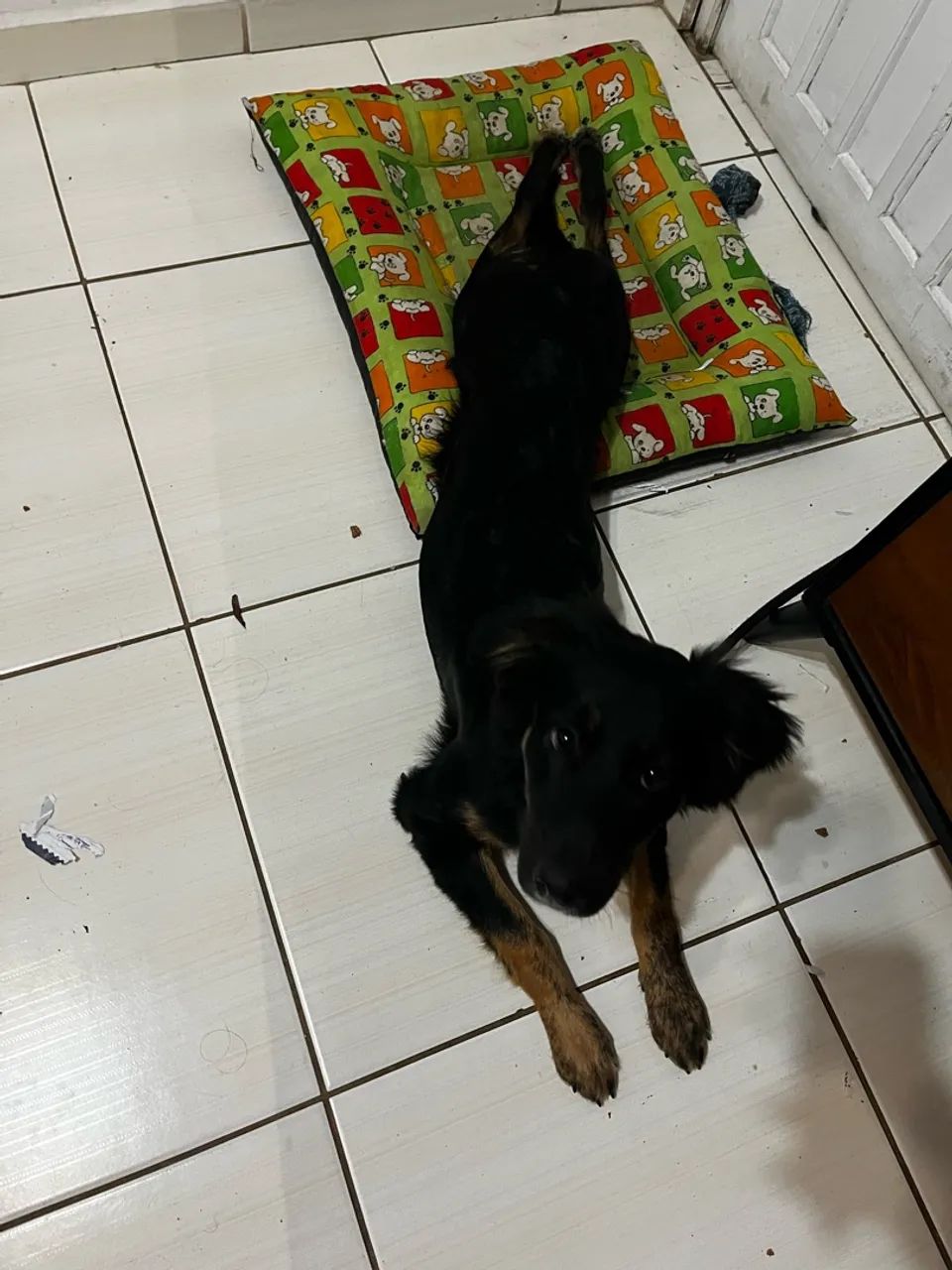 Cachorro - Foto 5