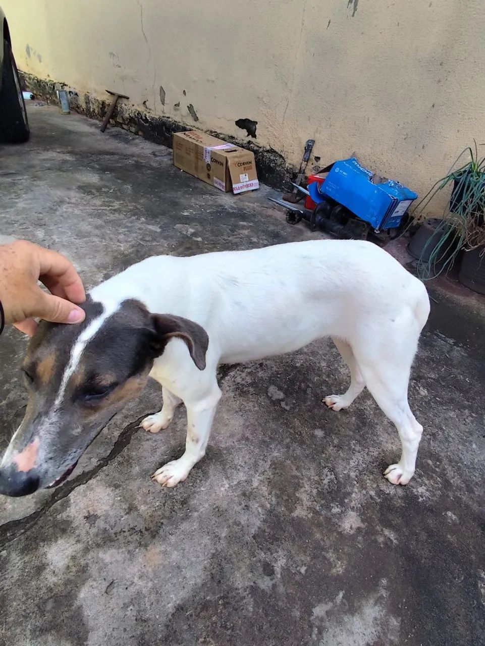 Doação de cachorra