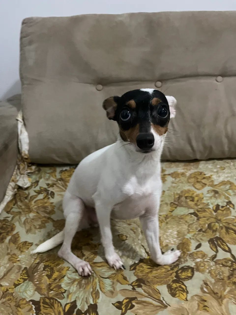 Pinscher fêmea (3 anos) - Foto 3