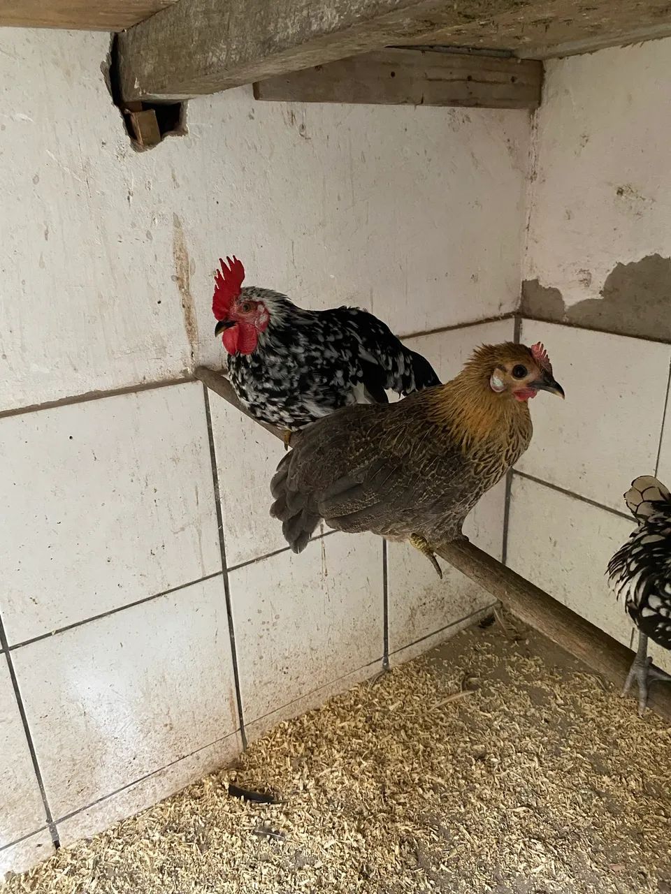 Galo e galinha  - Foto 3