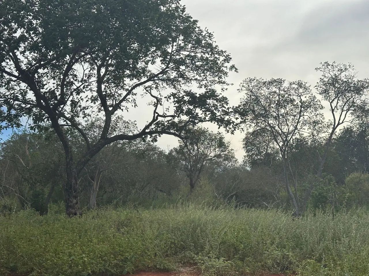 Terras com 333ha. em Dirceu Arcoverde-PI - Foto 5