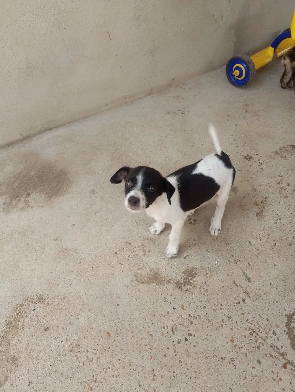 cachorro doação 