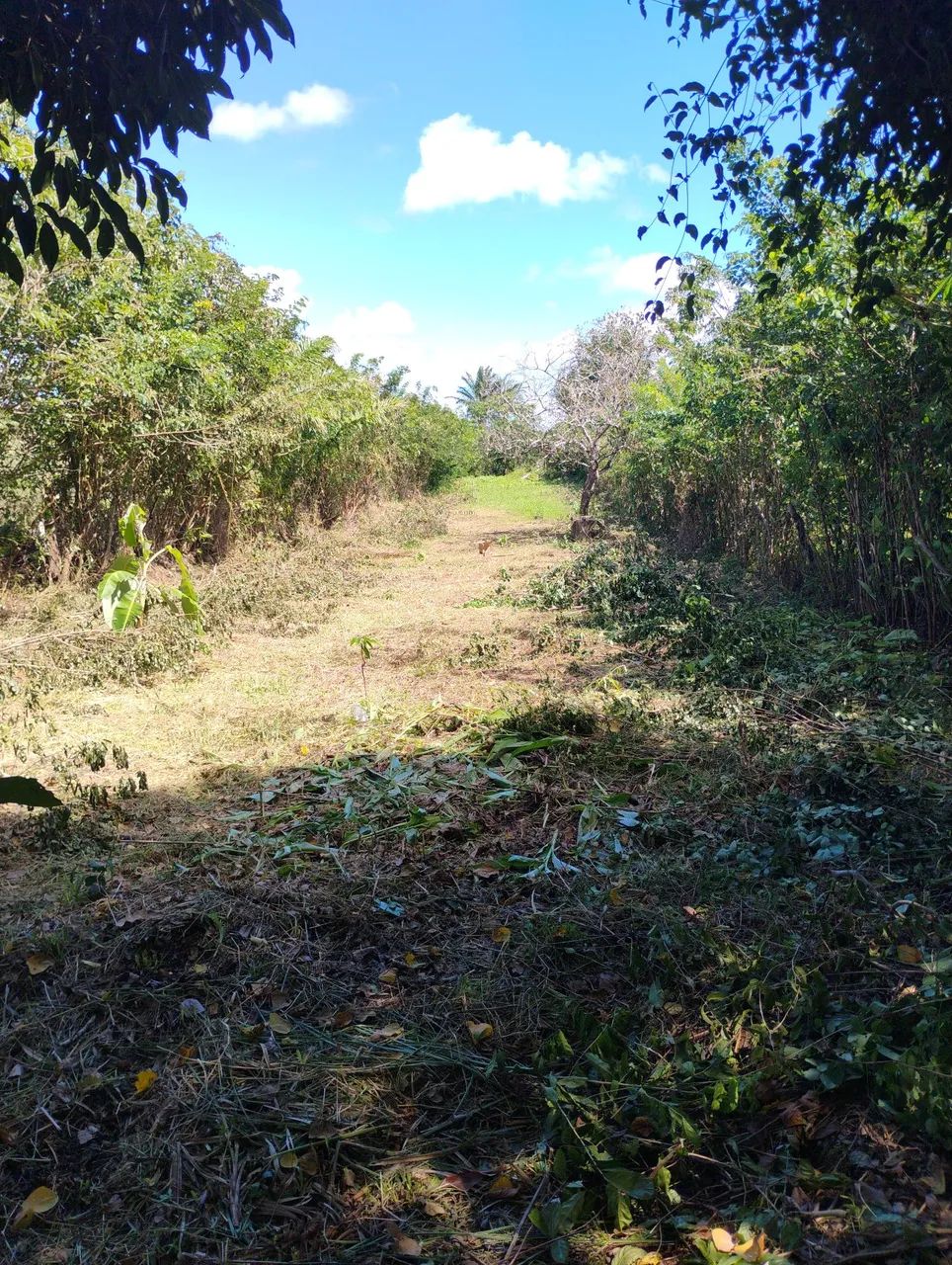 Vende se um lote  25000 - Foto 2