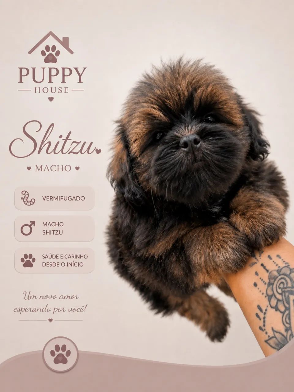 SHITZU - Foto 3