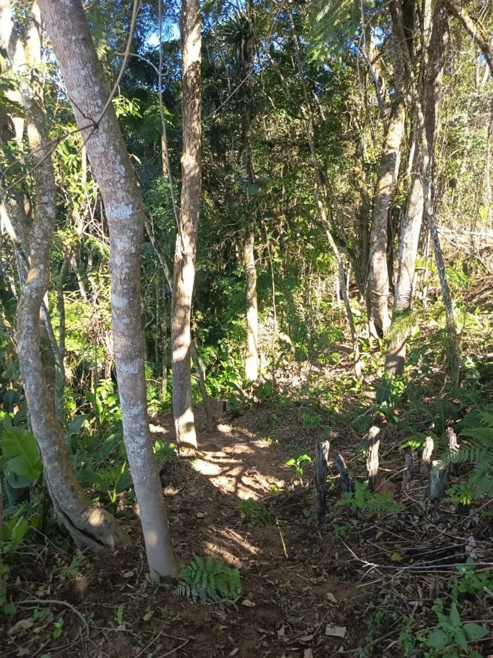 Sitio em Santa Tereza 6.400 m2 - Foto 5