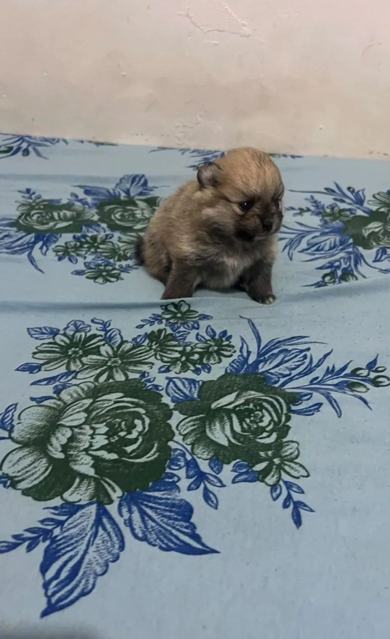 Vendo