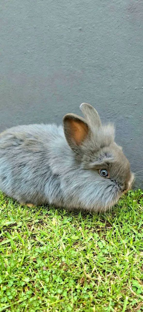 Coelhos - Foto 2