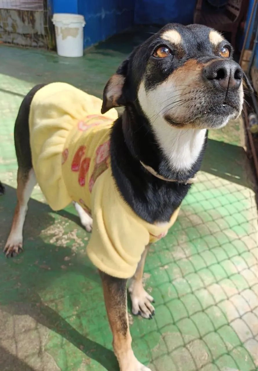Pet  - Foto 3