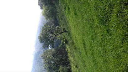 Sítio Rio Branco do Sul  - Foto 4