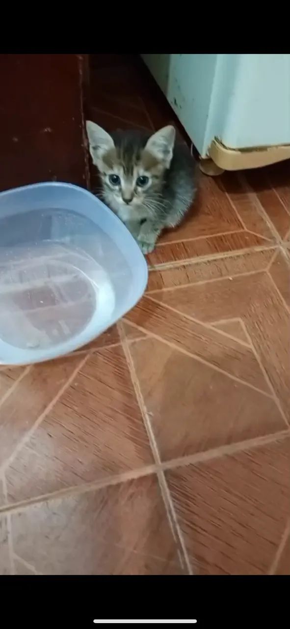 Doação gato filhote  - Foto 4