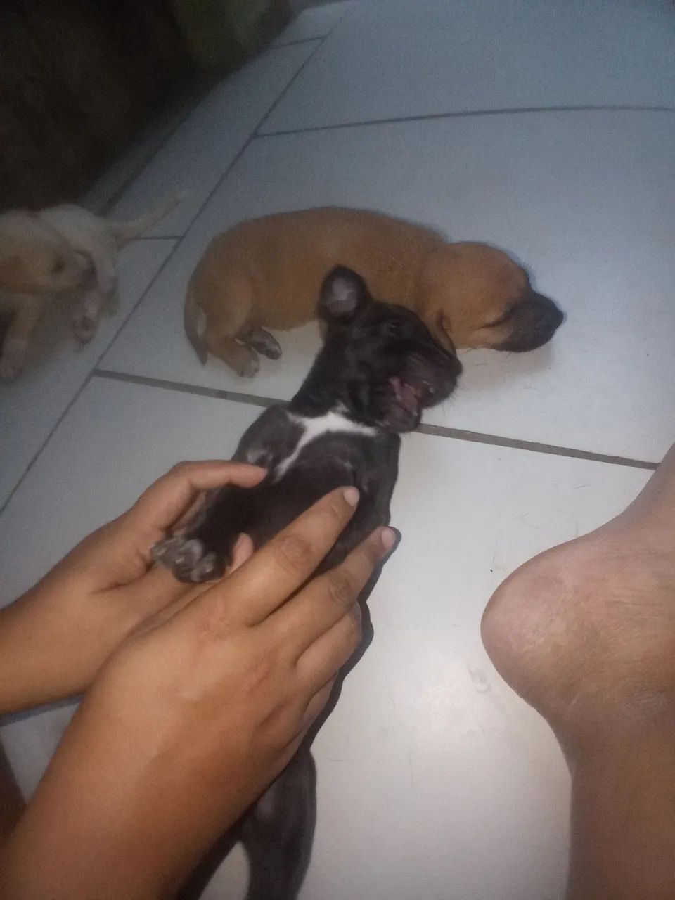 doa-se cachorrinhos  - Foto 4
