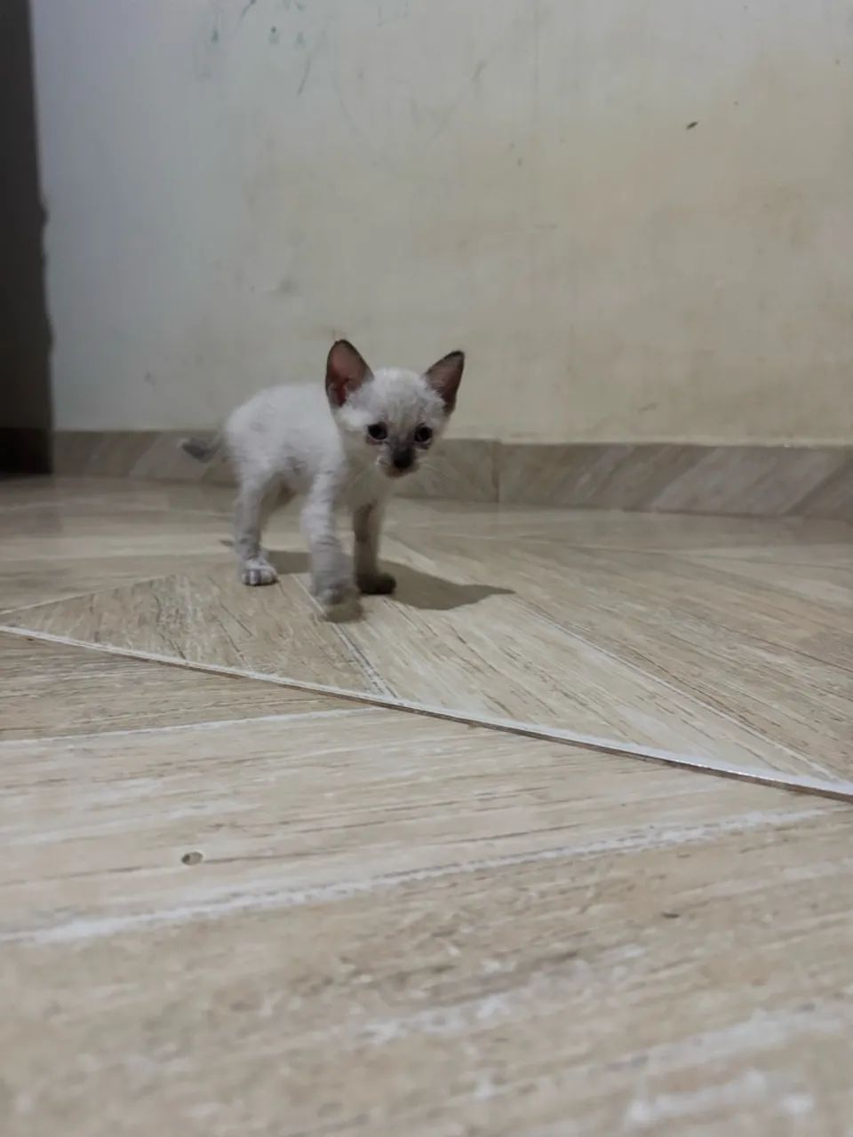 Gatos doar