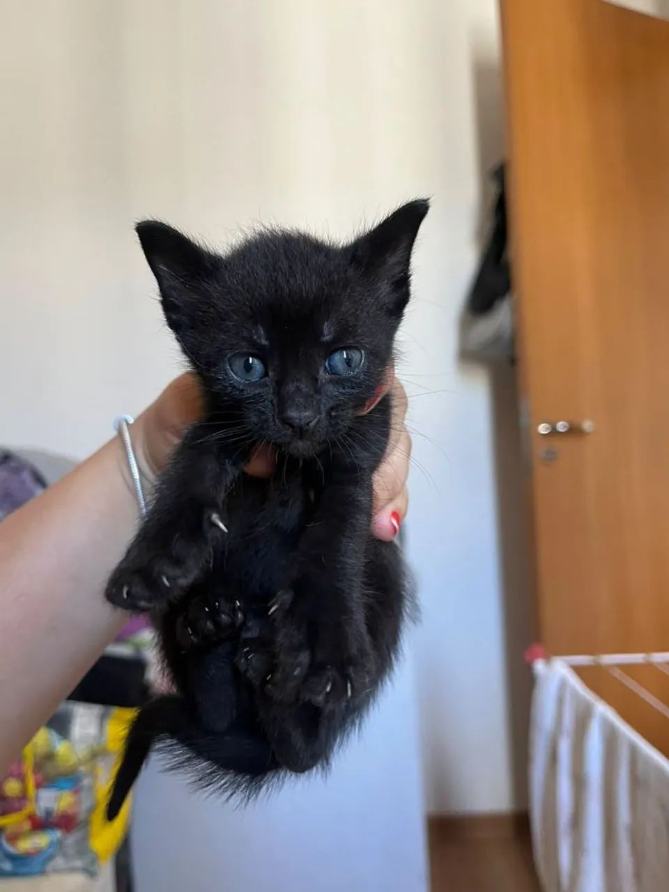 Gatinhos doação 