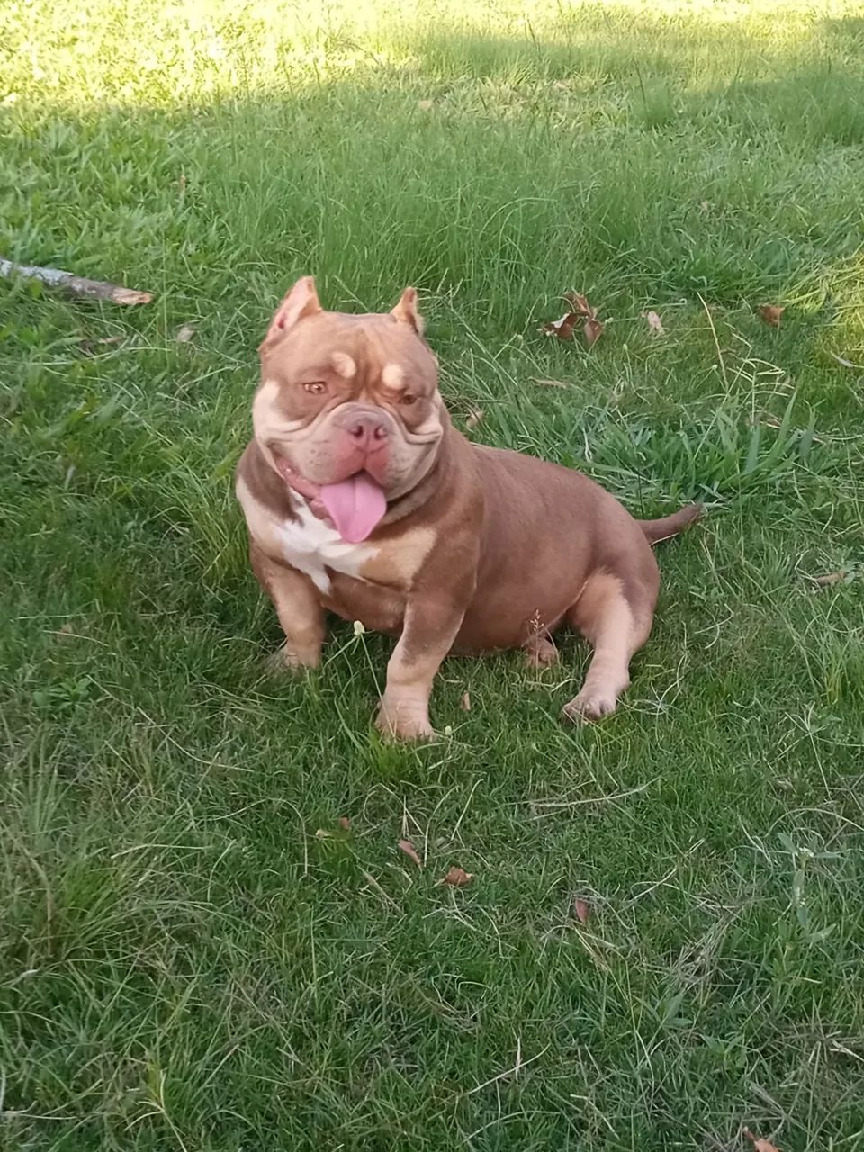 Casal de American bully micro adultos.