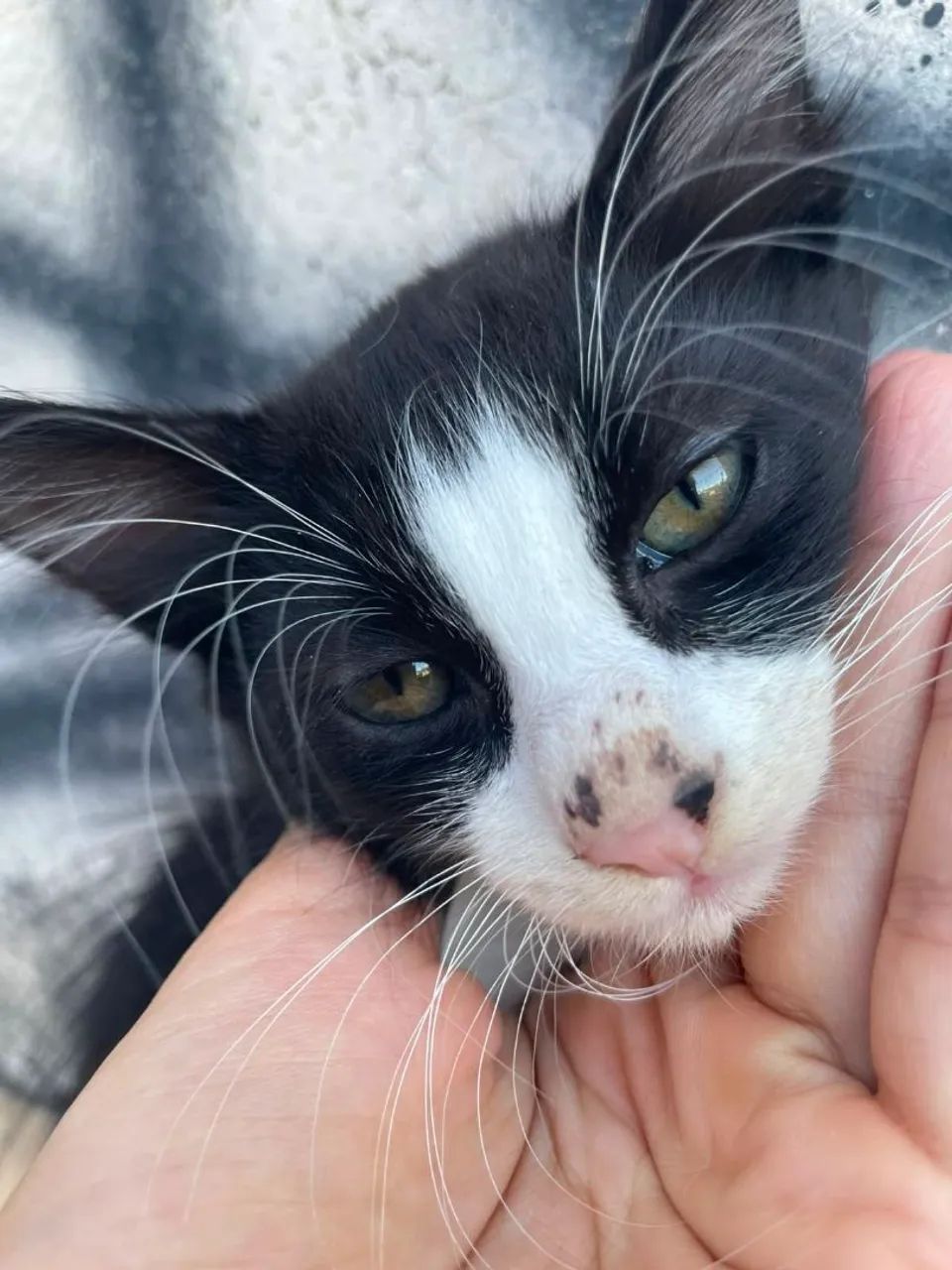 Adoção de gatos 