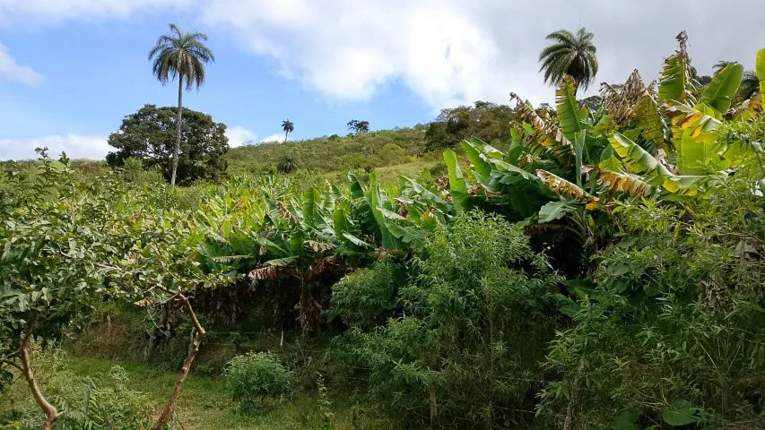 Sítio 7 hectares com cachoeira e nascente, casa e bananal a 82 km de BH - Foto 4